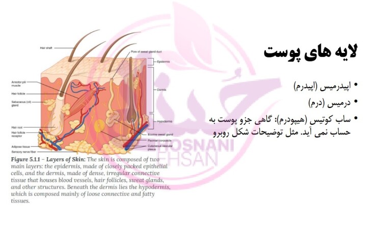  آناتومی تخصصی پوست | مدرس:احسان حسنانی